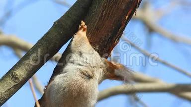 红松鼠或欧亚红松鼠小松鼠消渴，舔树皮。 三月初春